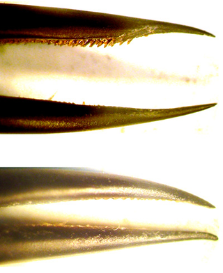 The difference between male (top) and female (bottom) beaks of the sparkling violetear hummingbird.